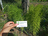 Кохія насіння 0,5 грами (прибл. 350 шт) (Bássia scopária) літній кипарис бассія кіпарисова однорічна, фото 6