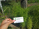 Кохія насіння 0,5 грами (прибл. 350 шт) (Bássia scopária) літній кипарис бассія кіпарисова однорічна, фото 7
