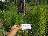 Кохія насіння 0,5 грами (прибл. 350 шт) (Bássia scopária) літній кипарис бассія кіпарисова однорічна, фото 8
