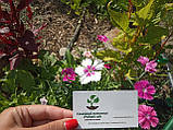 Гвоздика китайська насіння 0,25 грами (прибл. 300 шт) (Dianthus chinensis) рожево-біла багаторічна, фото 4
