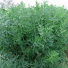 Насіння кропу Мораван (Татран) MoravoSeed - 10г (Агро Імідж), фото 3