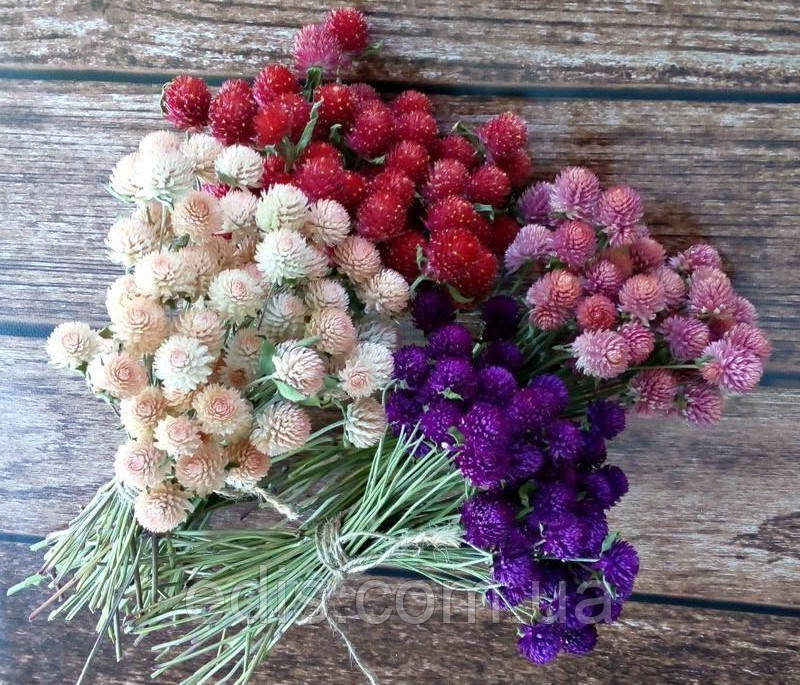 Гомфрена Шаровидна суміш 0,1 г, насіння Яскрава