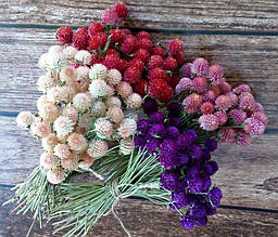 Гомфрена Шаровидна суміш 0,1 г, насіння Яскрава