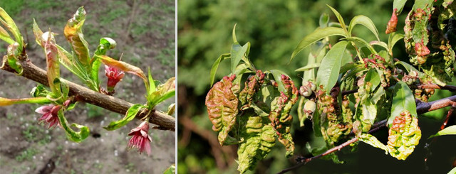 https://agroretail.com.ua/ua/a495386-kurchavost-listev-persika.html