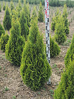 Туя західна Голден Смарагд (Thuja occidentalis Golden Smaragd) 110+ cm.