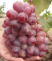 Виноград "Вовчик" (сверхранний термін дозрівання)