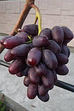 Виноград "Алвіка" (ранньо-середній термін), фото 3