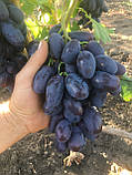 Виноград "Алвіка" (ранньо-середній термін), фото 2