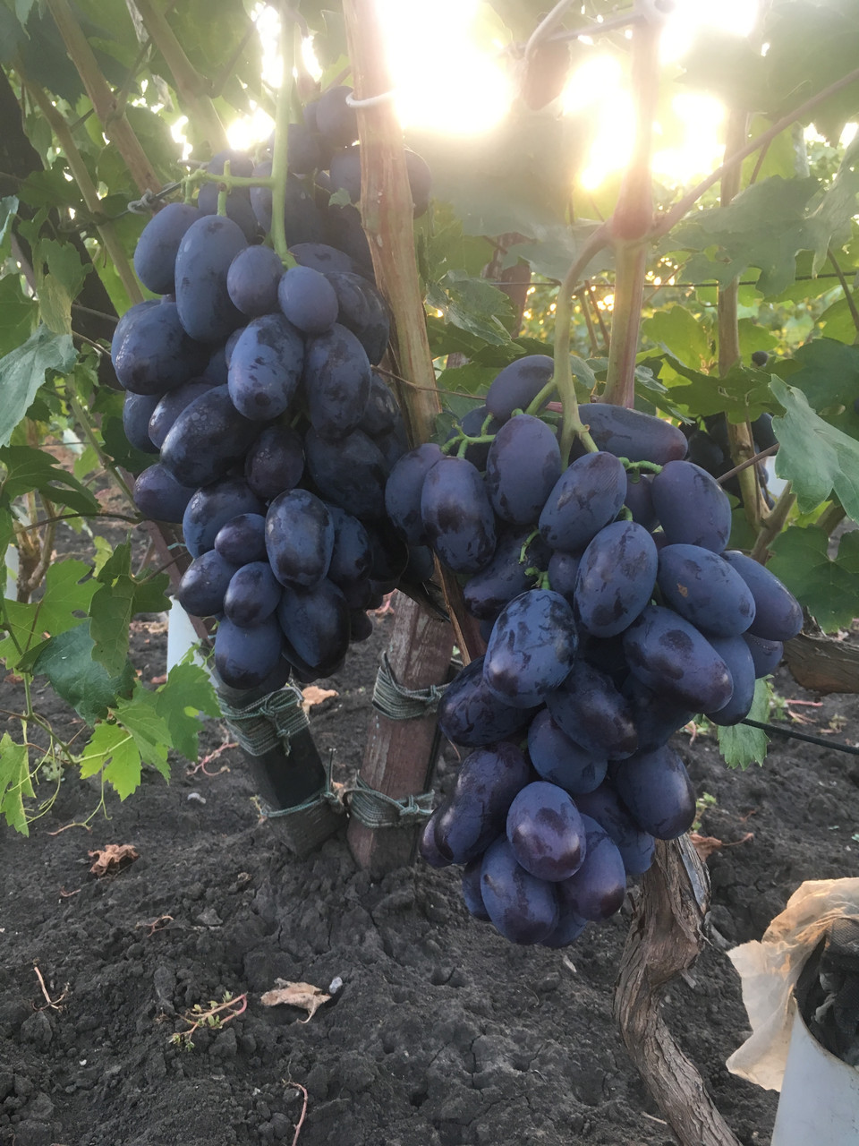 Виноград "Алвіка" (ранньо-середній термін), фото 1