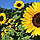 Насіння соняшнику АР Імпульс під Євролайтінг, 109-112 днів, фракція стандарт(Агро Ритм), фото 2