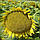 Насіння соняшнику АР Імпульс під Євролайтінг, 109-112 днів, фракція стандарт(Агро Ритм), фото 4