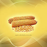 Насіння кукурудзи ДН Атлант (ФАО 290) Врожай 2023 року!