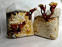 Грибной блок Рейши (Ganoderma lucidum)