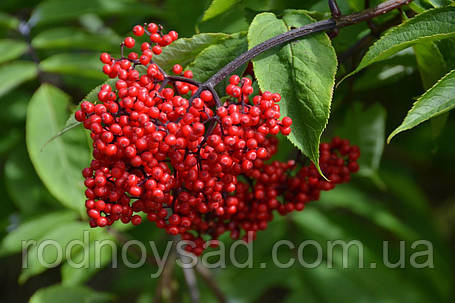 Насіння бузини