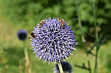 Мордовник насіння 50 гр (прибл. 2500 шт) (Echinops sphaerocephalus) головатень шароголовий крутай круглоголовий медонос сухоцвіт, фото 3