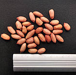 Арахіс сорт Вірджинія насіння (20 шт) земляний горіх на посадку, фото 2