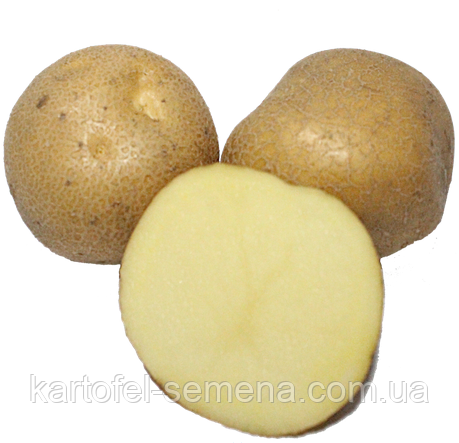 Семенной картофель Скарбниця (среднеспелый), элита - фото 1 - id-p2101707298