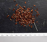 Криптомерія насіння (0,5 г прибл. 150 шт) (Cryptomeria japonica) японський кедр для вирощування саджанців, фото 2