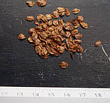 Куннінгамія ланцетоподібна насіння (0,5 г прибл. 100 шт) (Cunninghamia lanceolata), фото 2