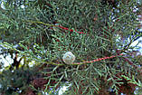 Кипарис мексиканський насіння (50 шт) (Cupressus lusitanica) лузитанський португальський, фото 4