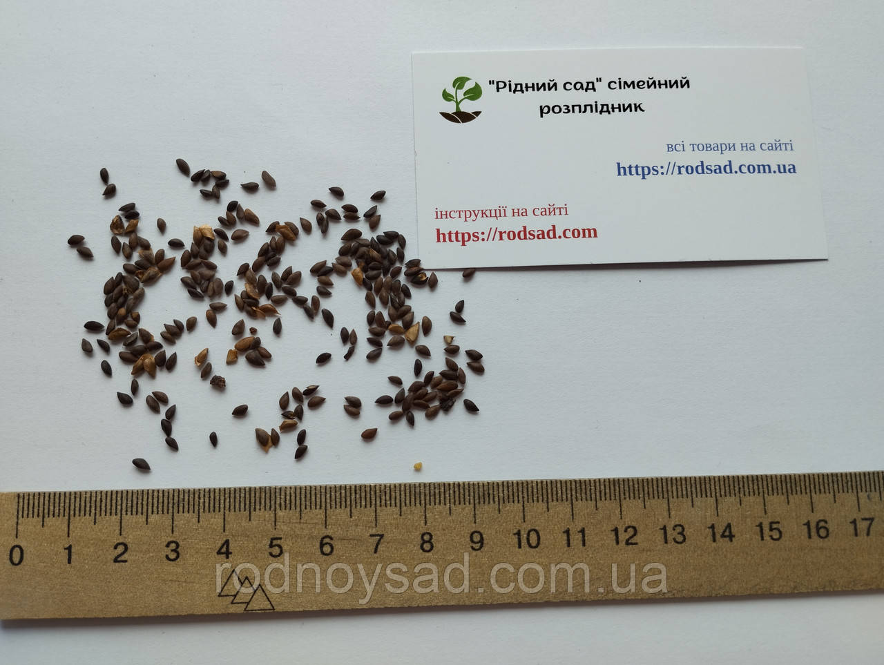 Ель голубая семена 0,25 гр. (около 50 шт) (Pīcea pūngens) для выращивания саженцев - фото 2 - id-p1131378867