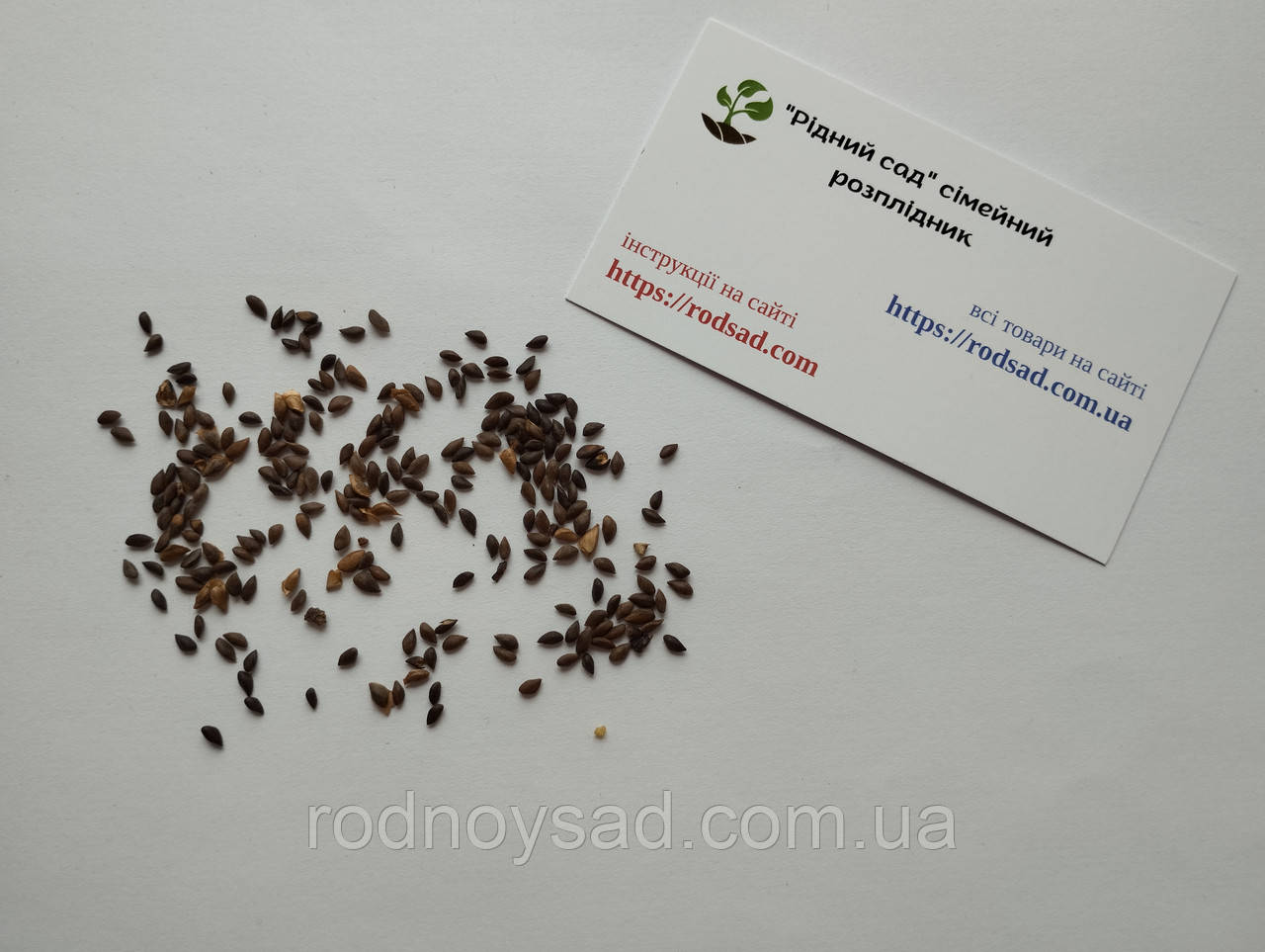 Ель голубая семена 0,25 гр. (около 50 шт) (Pīcea pūngens) для выращивания саженцев - фото 4 - id-p1131378867
