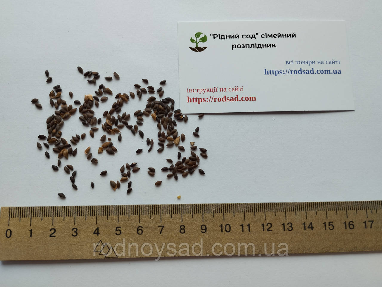 Ель голубая семена 0,25 гр. (около 50 шт) (Pīcea pūngens) для выращивания саженцев - фото 5 - id-p1131378867