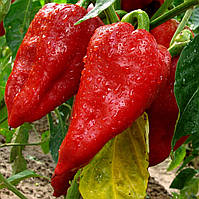 Перець солодкий Подарунок Молдови 0,5 гр Смачний