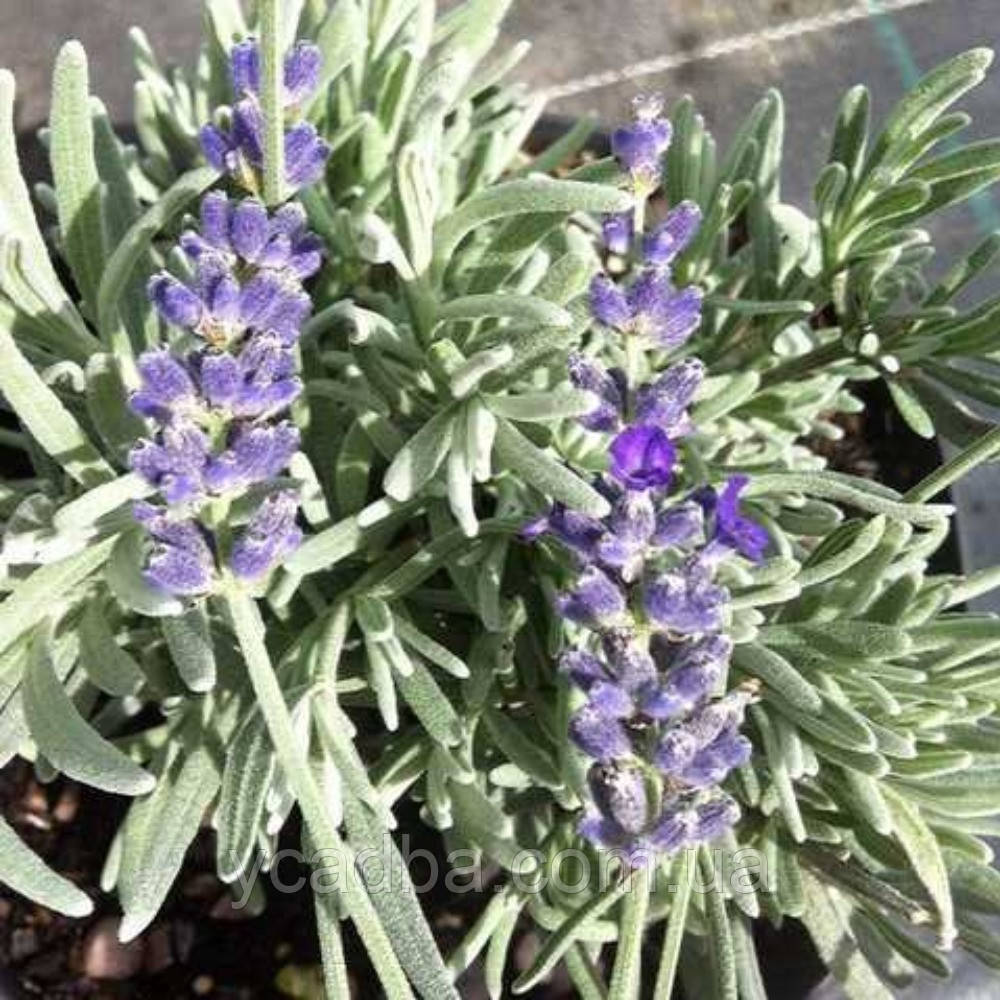 Лаванда Річард Грей (горщик 0,5л), фото 1