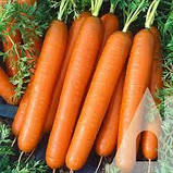 Морква Лагуна F1, Садиба, фото 2