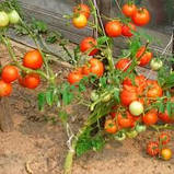 ТОМАТ САНЬКА (0,3Г), фото 3