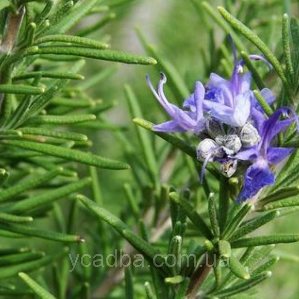 Розмарин Кримський (горщик 0,5л), фото 1