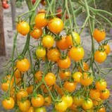 ТОМАТ ЧЕРІ ЖОВТИЙ (0,2 Г), фото 2