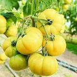 ТОМАТ ЛИМОННИЙ ОСКАР (0,2 Г), фото 2