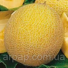 ДИНЯ ЛЕСЯ (1Г), фото 1