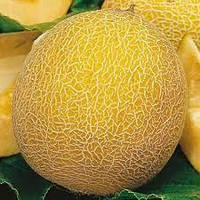 ДИНЯ ЛЕСЯ (1Г)