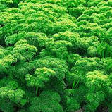 ПЕТРУШКА КУЧЕРЯВА 3Г, фото 2