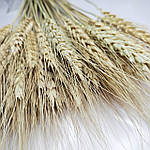 Пшениця натуральна вусата 40- 50 см, фото 3