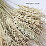 Пшениця натуральна вусата 40- 50 см, фото 4