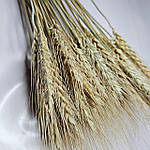 Пшениця натуральна вусата 40- 50 см, фото 2