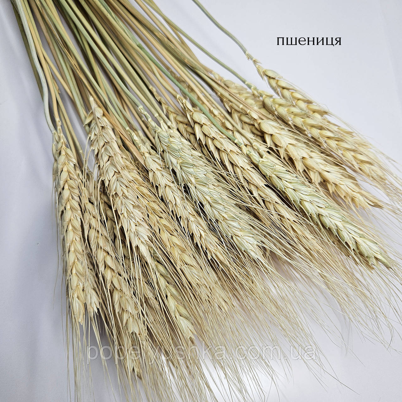 Пшениця натуральна вусата 40- 50 см, фото 1