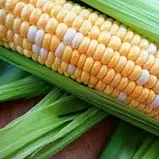 Насіння кукурудзи Ракель F1 50 000 насінін, фото 2