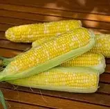 Насіння кукурудзи Ракель F1 50 000 насінін, фото 3