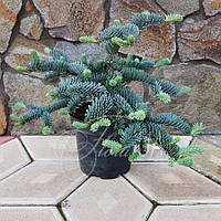 Ялиця високоросла Procera Glauca 3 річна, Пихта высокорослая Глаука, Abies procera Glauca