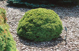 Ялина канадська Alberta Globe 2 річна, Ель канадская Альберта Глобе, Picea glauca Alberta Globe, фото 4