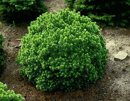Ялина канадська Alberta Globe 2 річна, Ель канадская Альберта Глобе, Picea glauca Alberta Globe, фото 5