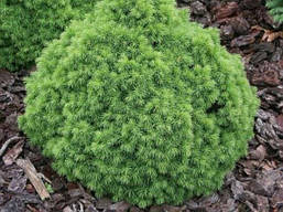 Ялина канадська Alberta Globe 2 річна, Ель канадская Альберта Глобе, Picea glauca Alberta Globe, фото 6