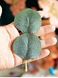 Листя евкалівта для декору 7см (50 шт в уп), фото 2