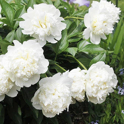 Пион Brother Chuck Махровый Белый, бежевый, кремовый Саженцы 1шт ...