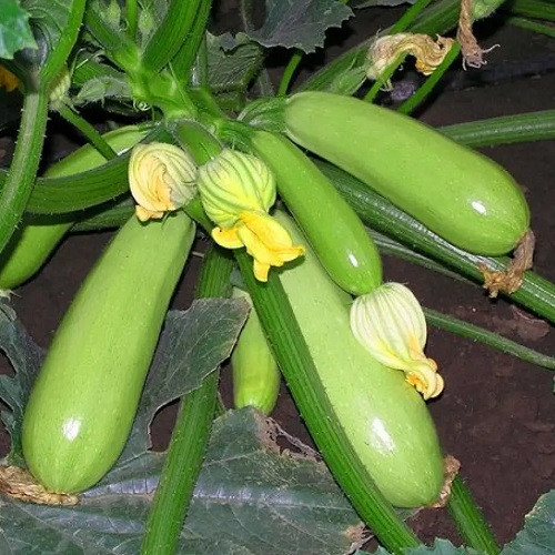 Насіння кабачка-цукіні Іскандер F1 (5шт), фото 1